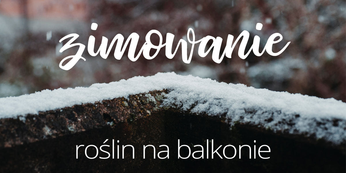 Zimowanie roślin
