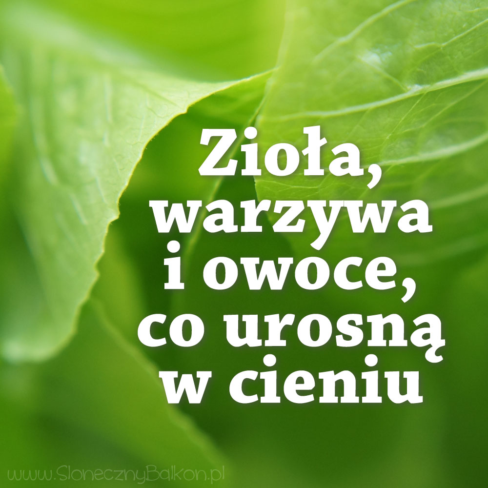 ziola i warzywa do cienia