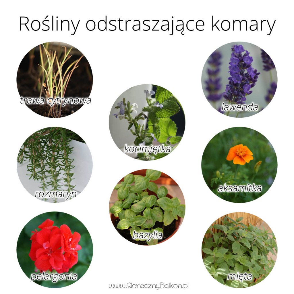 rosliny odstraszajace komary