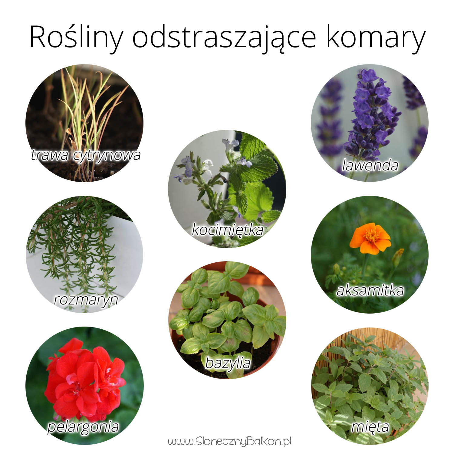 Rosliny Odstraszajace Komary Sloneczny Balkon