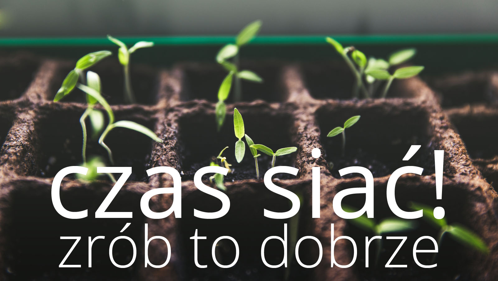 Czas siać! Jak zrobić to dobrze?