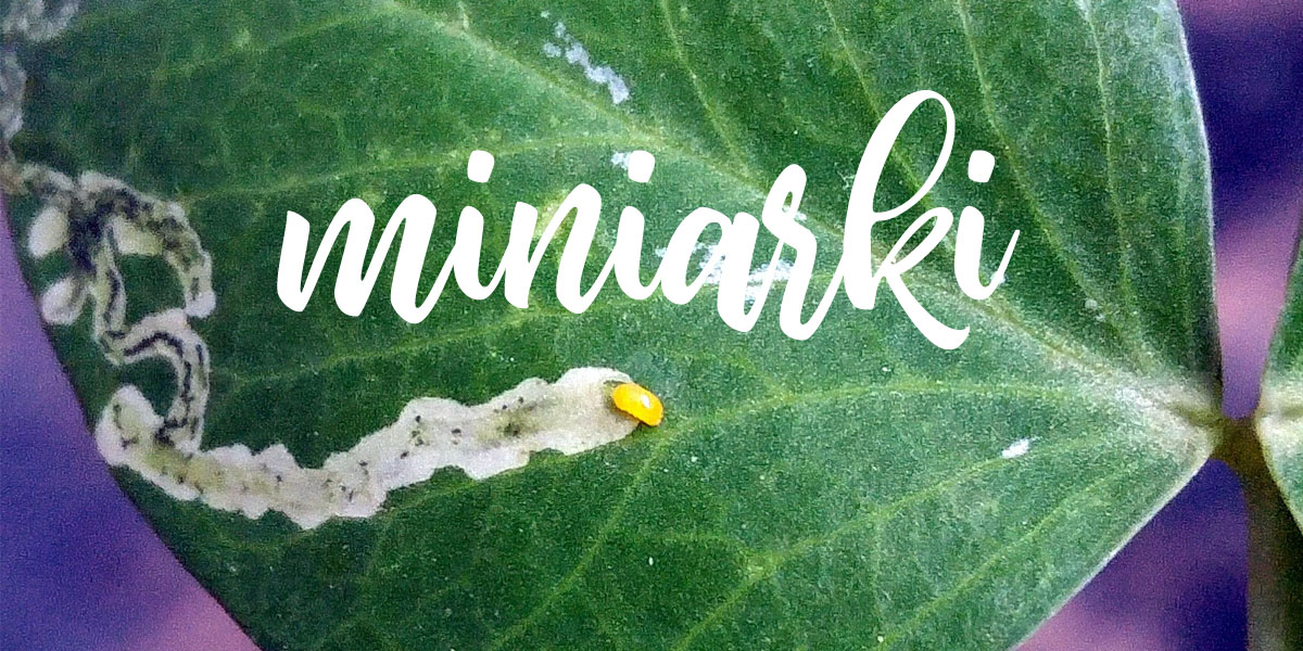 Miniarki – czyli kto drąży tunele w liściach?