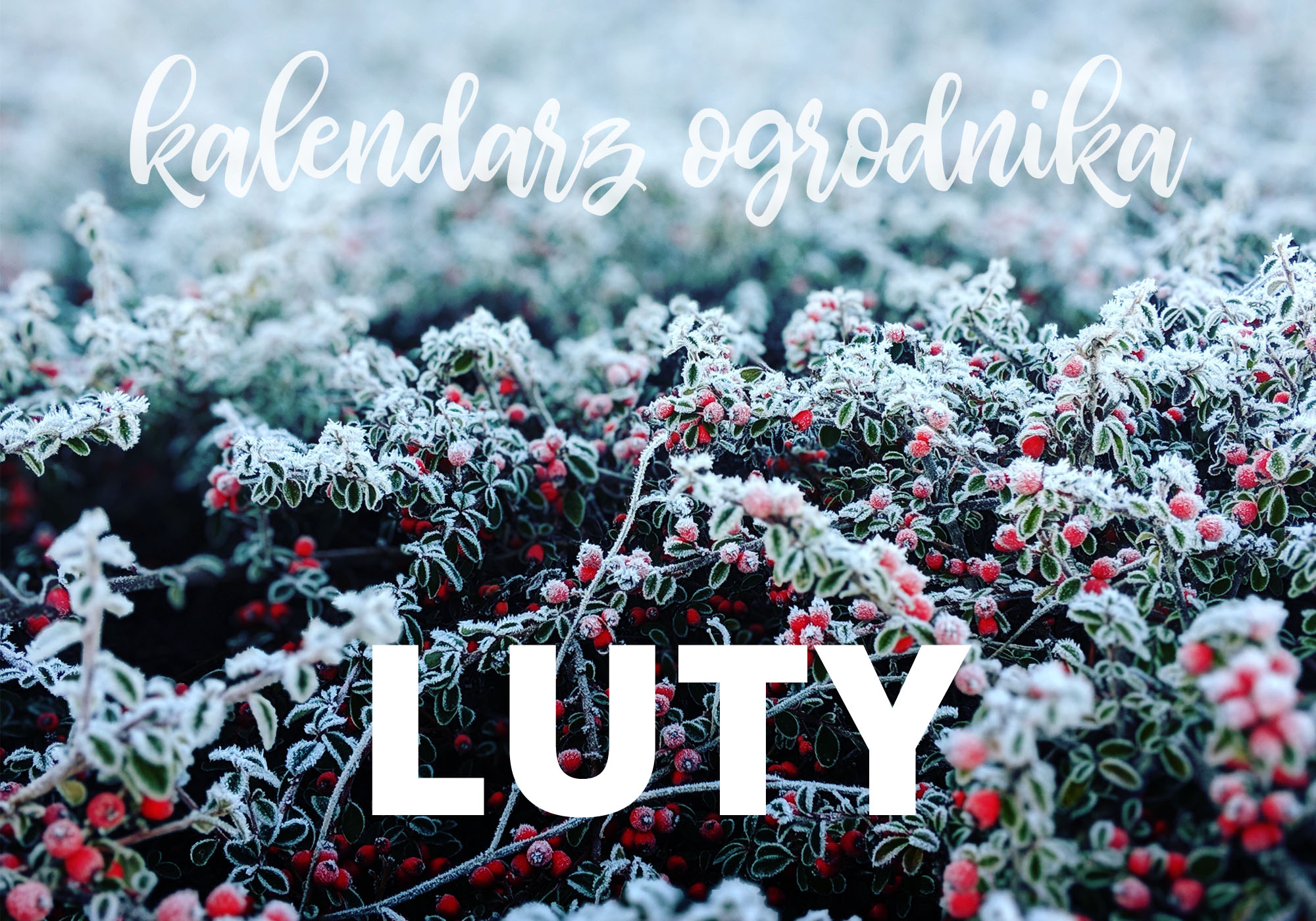 Kalendarz ogrodnika – luty