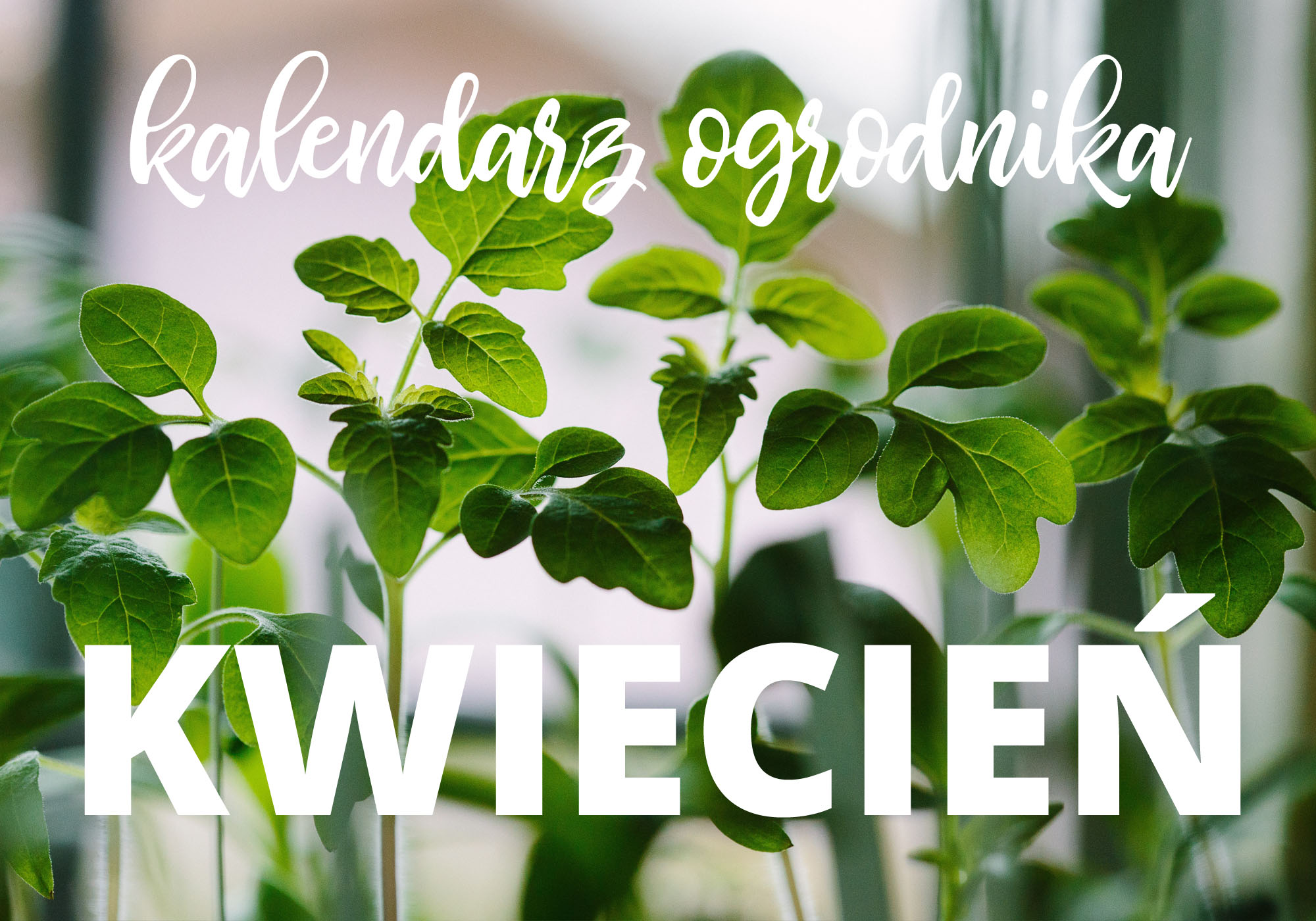 Kalendarz ogrodnika – kwiecień