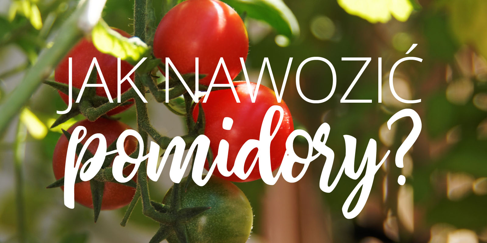 Jak nawozić pomidory?