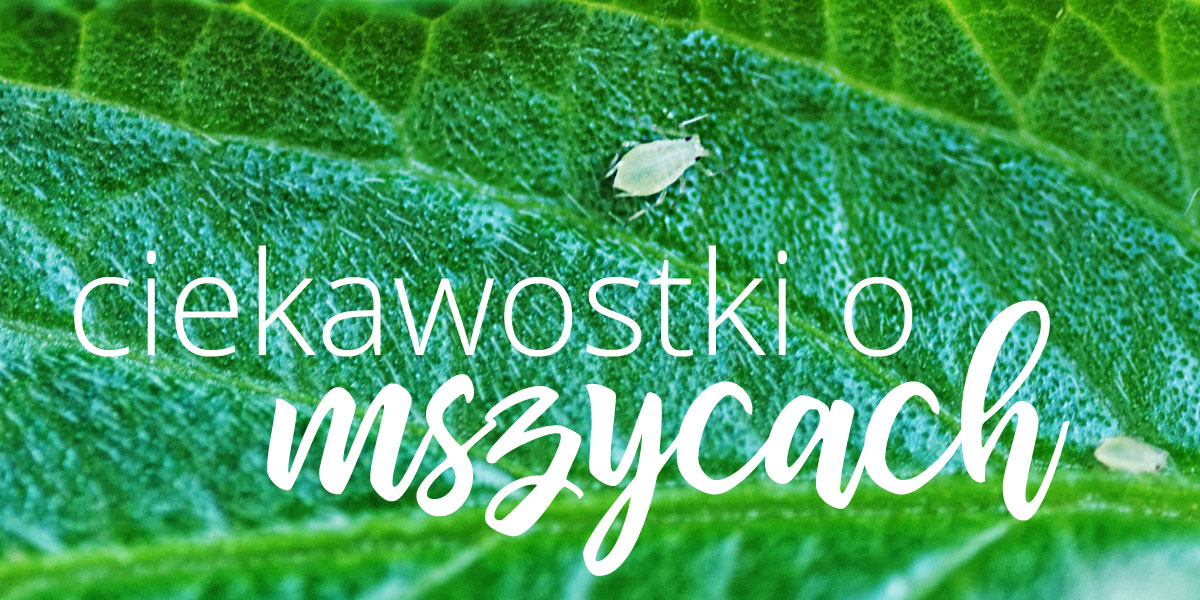 6 rzeczy, których (być może) nie wiecie o mszycach
