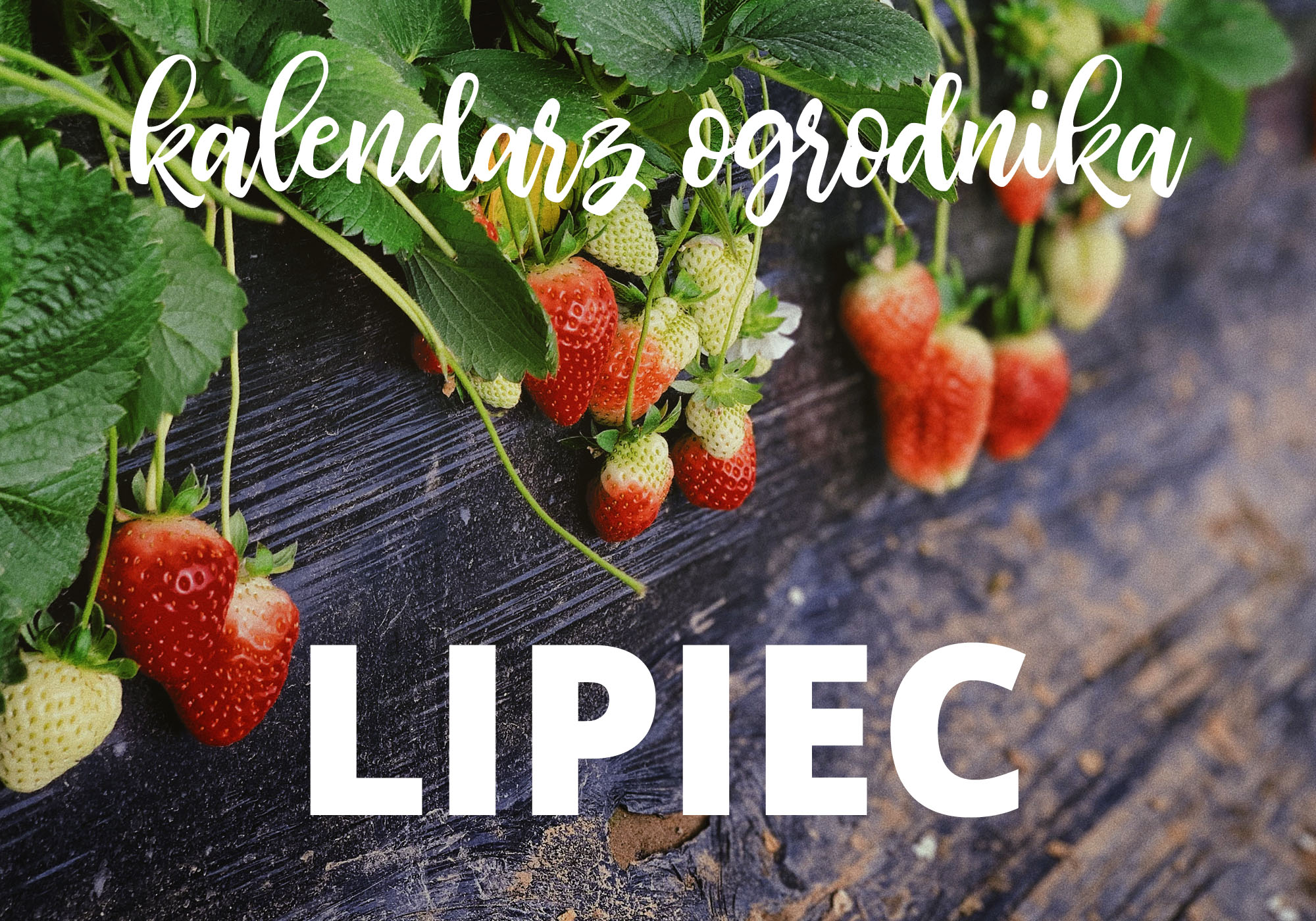 Kalendarz ogrodnika – lipiec