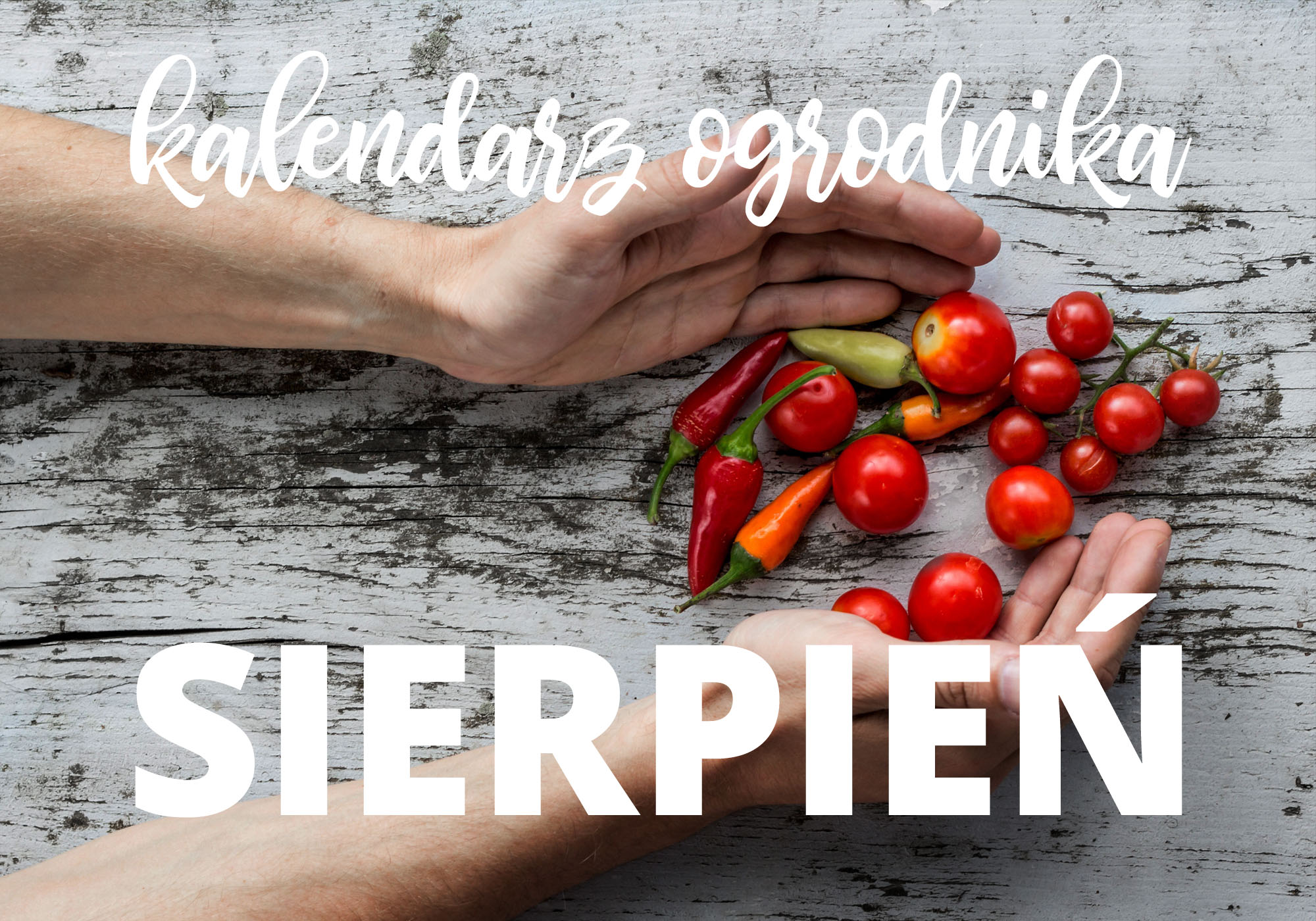 Kalendarz ogrodnika – sierpień