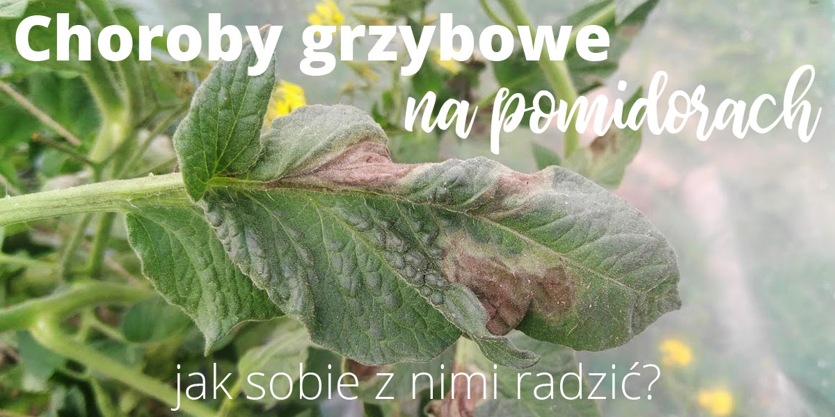 Choroby grzybowe na pomidorach – jak sobie z nimi poradzić?