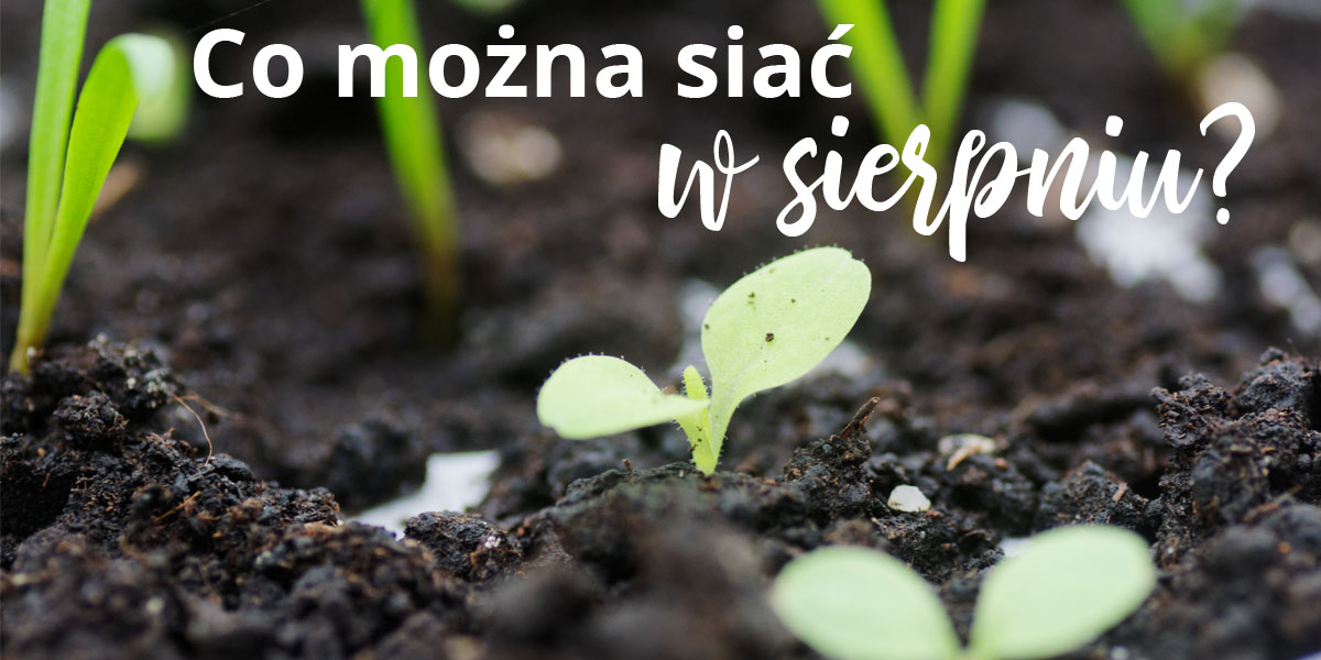 Wysiewy późnego lata, czyli co siać w sierpniu?