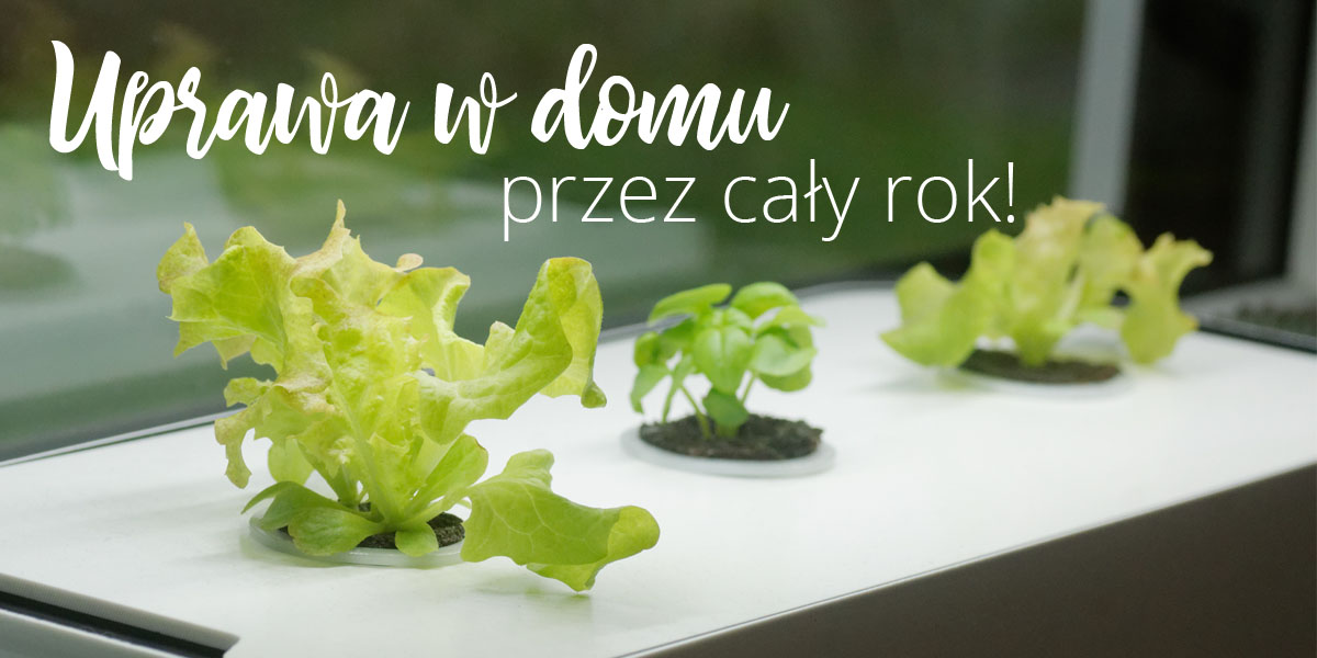 Uprawa hydroponiczna w domu przez cały rok!