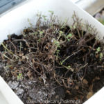 2013-04-14 oregano po zimowaniu na klatce i przycięciu 2013-04-14 oregano po zimowaniu na klatce i przycięciu